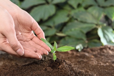 Photo of Woman taking care of seedling in soil, closeup. Space for text