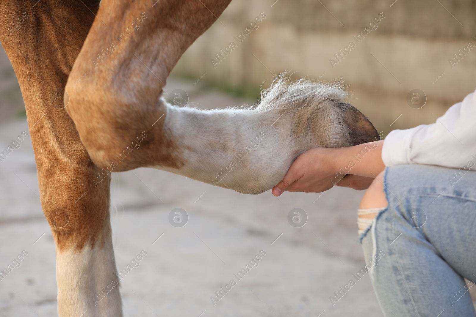 Photo of Man examining horse leg outdoors, closeup. Pet care