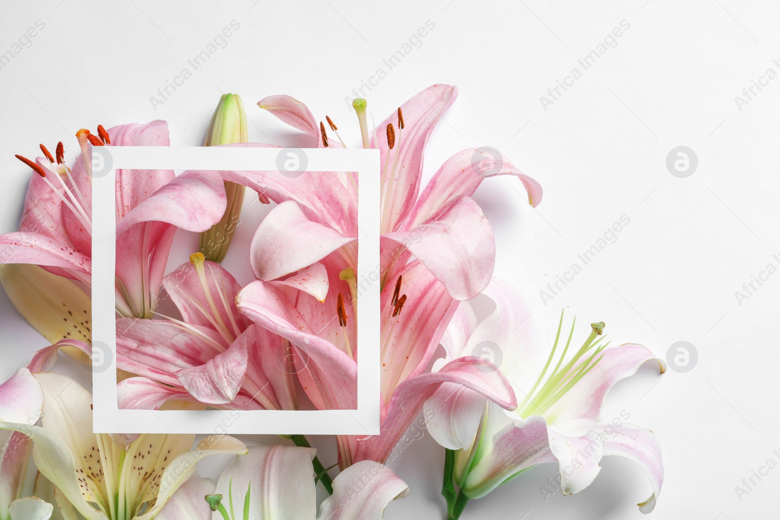 Photo of Composition with beautiful blooming lily flowers and frame on white background