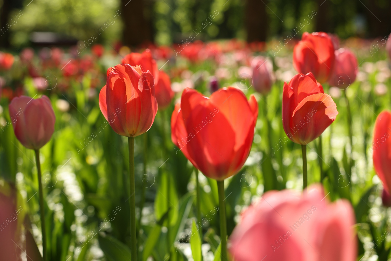 Photo of Beautiful bright tulips growing outdoors on sunny day, closeup