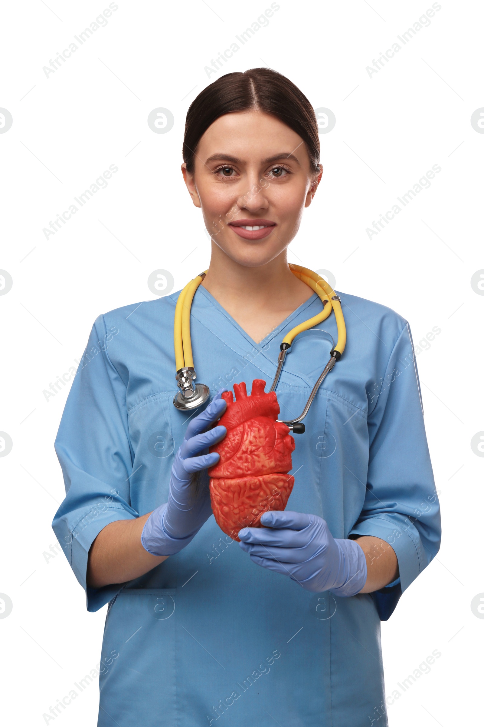 Photo of Doctor with stethoscope and model of heart on white background. Cardiology concept