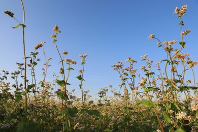 Photo of Beautiful blossoming buckwheat field on sunny day, closeup view