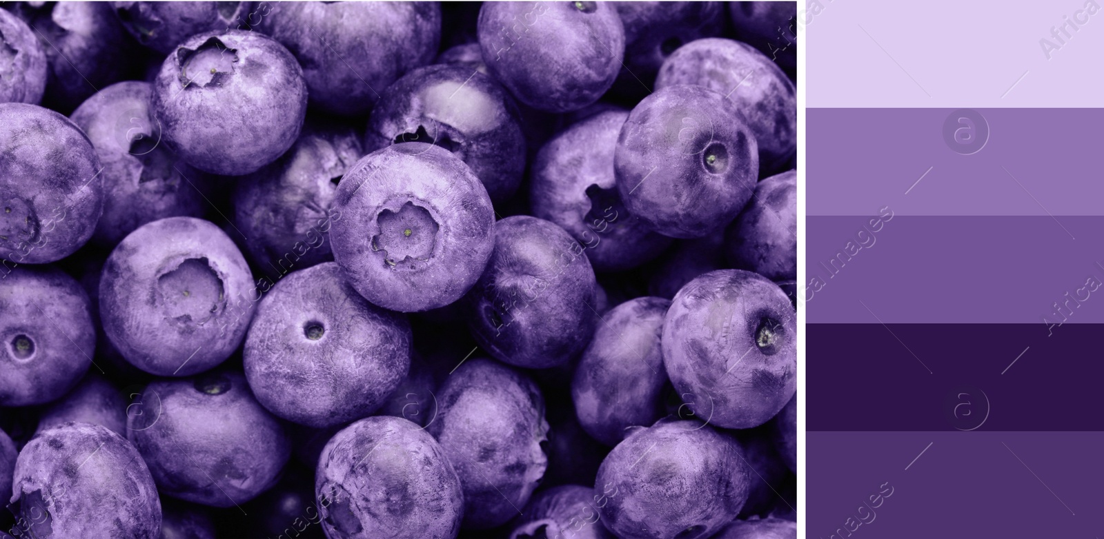 Image of Color palette appropriate to photo of tasty fresh ripe blueberries as background, top view