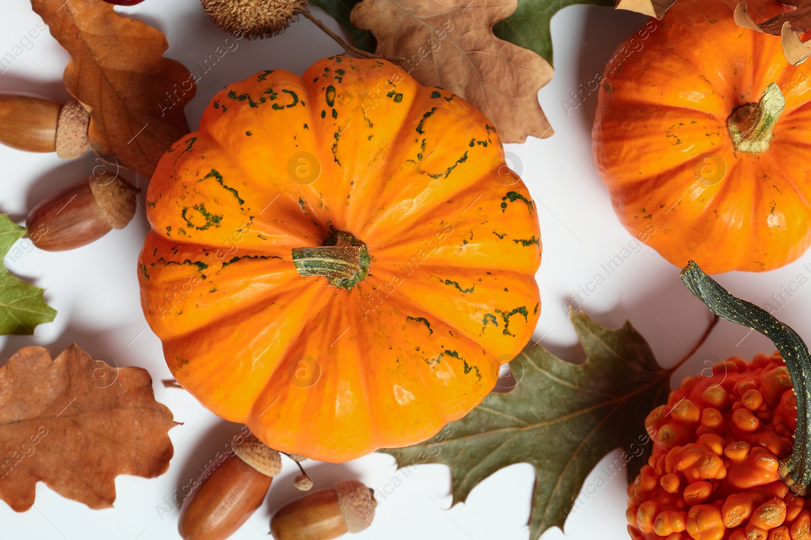 Photo of Happy Thanksgiving day. Flat lay composition with pumpkins on white background