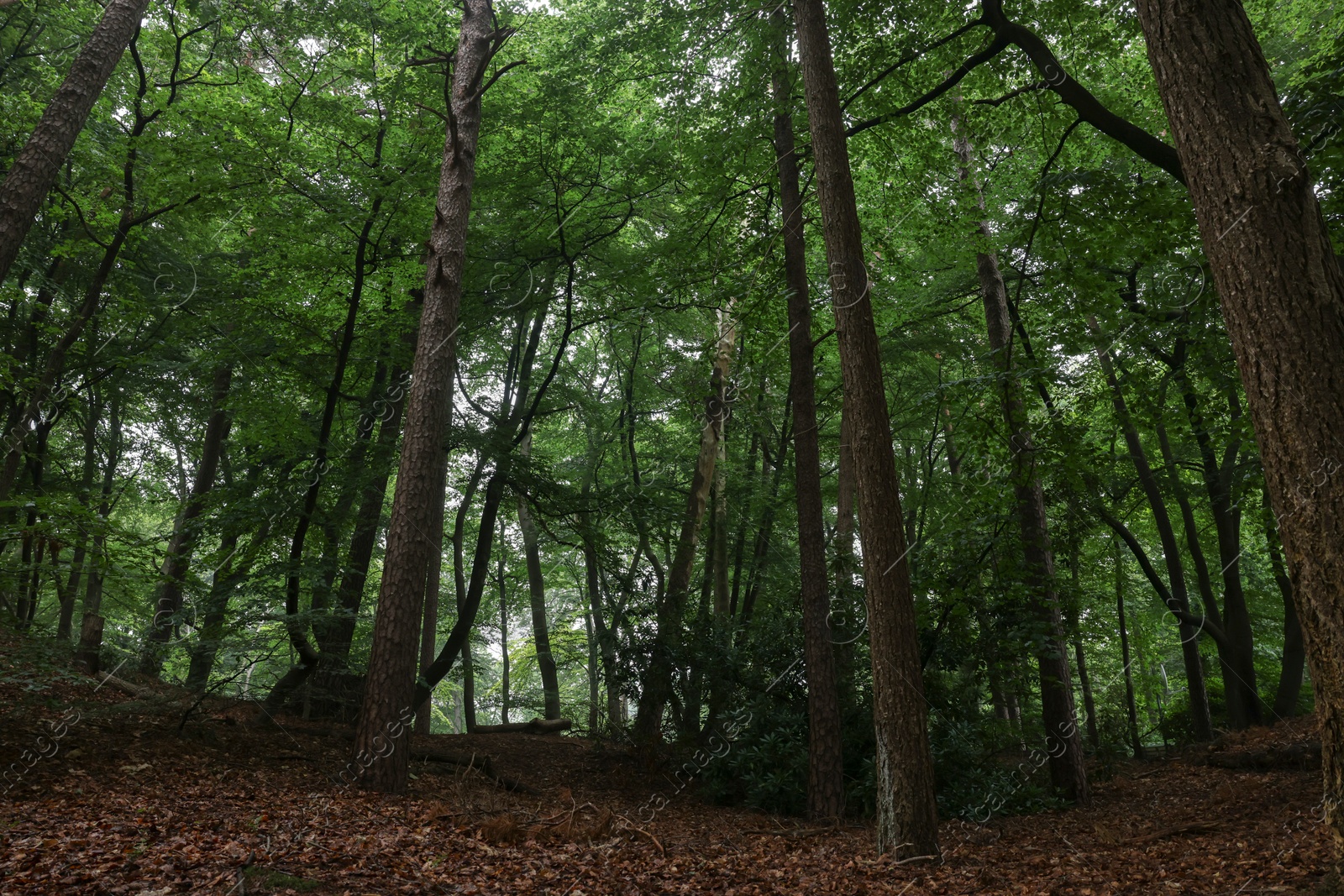 Photo of Beautiful view of forest with many different green trees