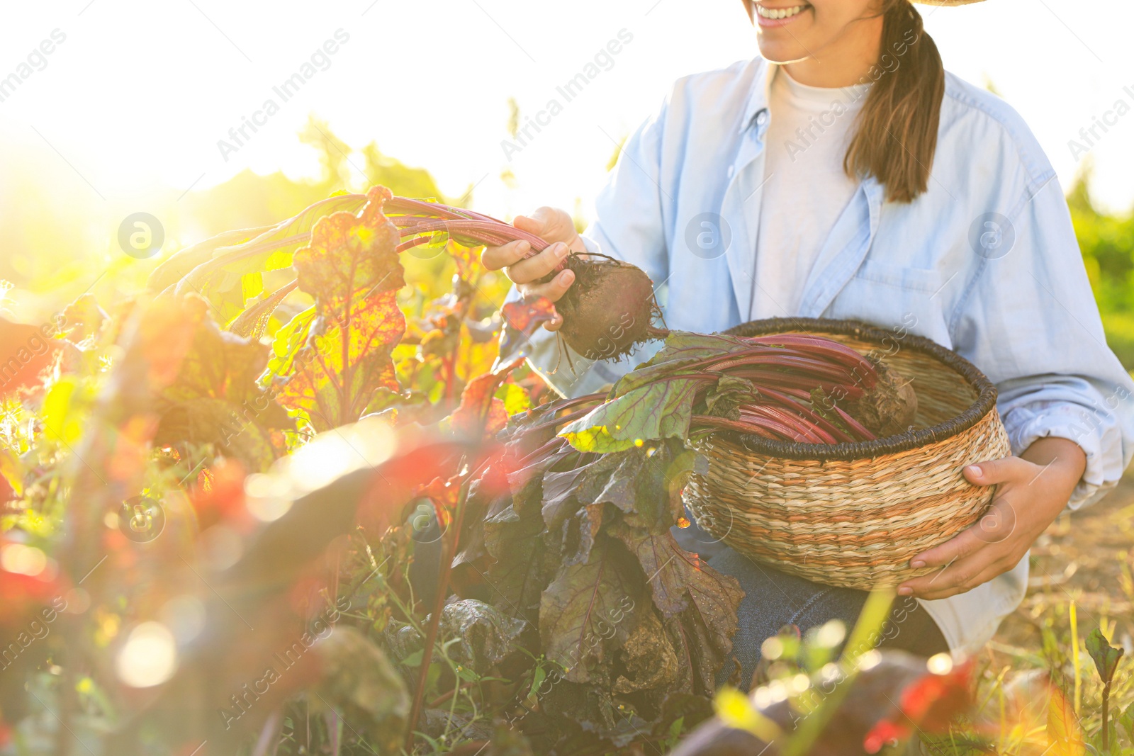 Photo of Woman harvesting fresh ripe beets on farm, closeup