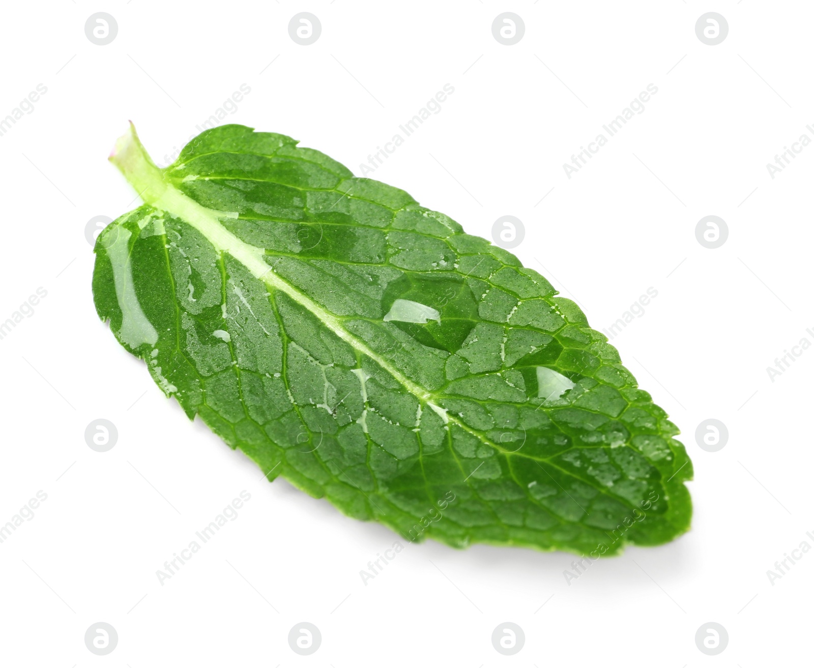 Photo of Wet leaf of fresh mint isolated on white