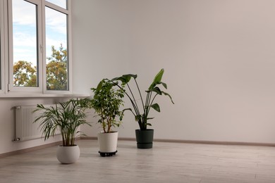 Empty renovated room with potted houseplants and windows