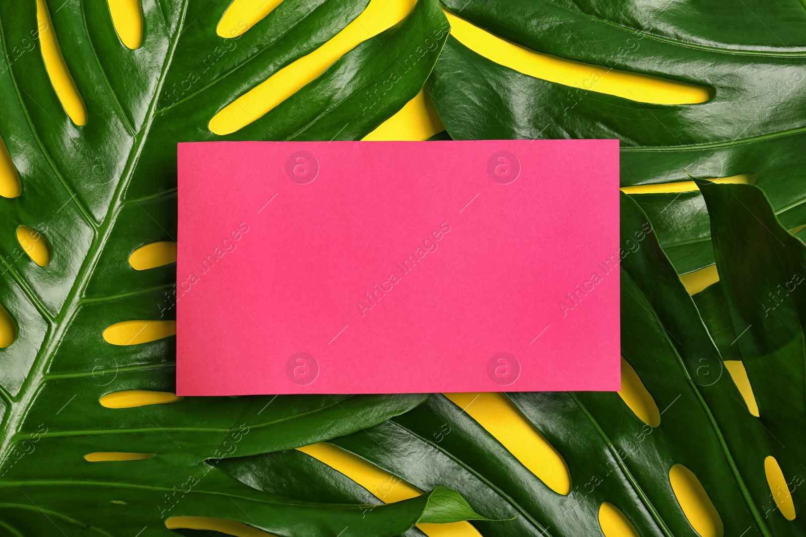Photo of Flat lay composition with tropical monstera leaves on color background