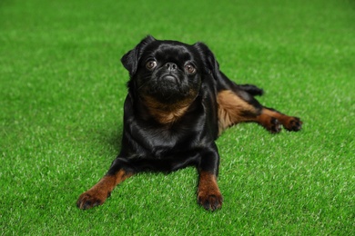 Photo of Adorable black Petit Brabancon dog lying on green grass