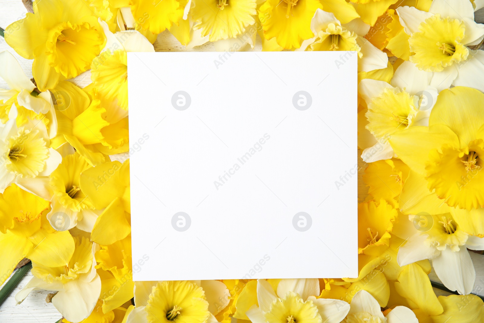 Photo of Card with space for text on beautiful daffodils, top view. Fresh spring flowers