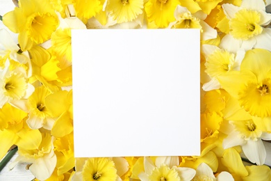 Card with space for text on beautiful daffodils, top view. Fresh spring flowers