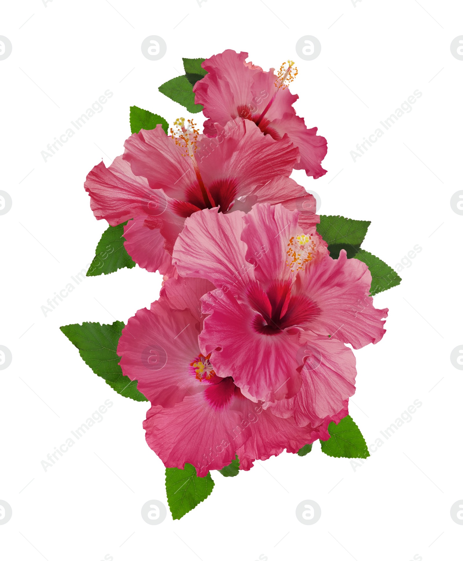 Image of Beautiful tropical hibiscus flowers isolated on white