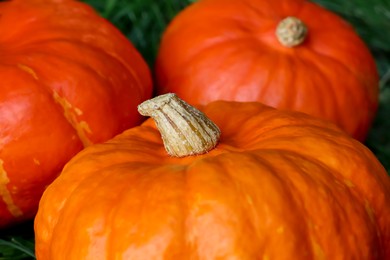 Ripe orange pumpkins among green grass outdoors, closeup