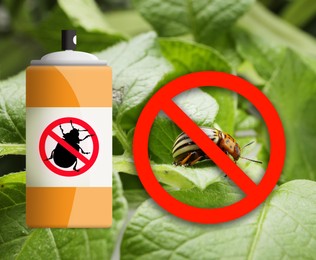 Insecticide and Colorado potato beetle on green plant outdoors
