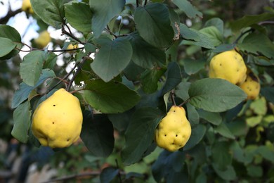 Delicious quince fruits on tree branch outdoors