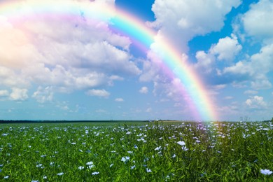 Picturesque view of meadow with blooming flowers and beautiful rainbow in blue sky on sunny day