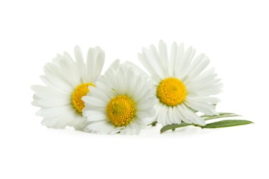 Photo of Beautiful daisy flowers and green leaves on white background
