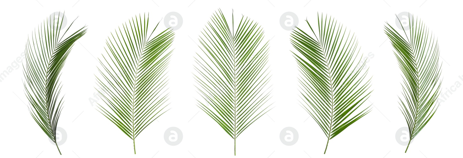 Image of Set of tropical leaves on white background