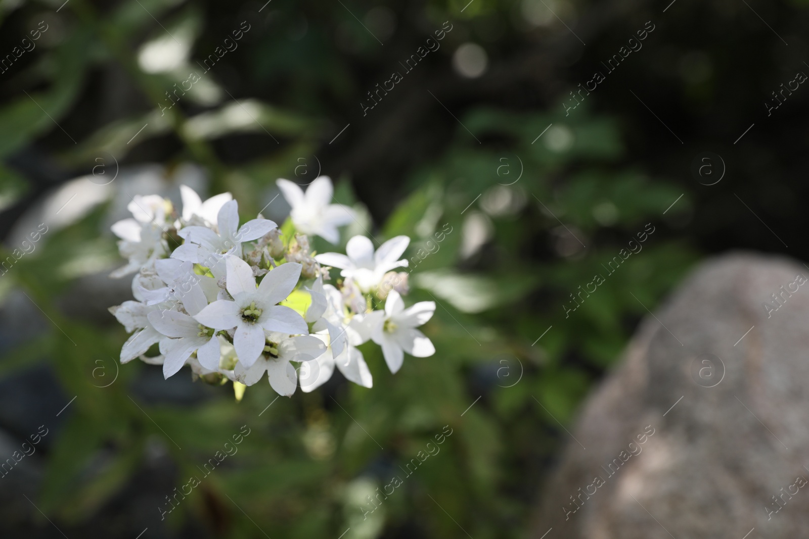 Photo of Beautiful wild flower growing in forest outdoors, closeup