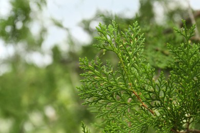Photo of Beautiful green thuja branches outdoors, closeup. Coniferous tree