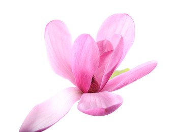 Beautiful pink magnolia flower isolated on white