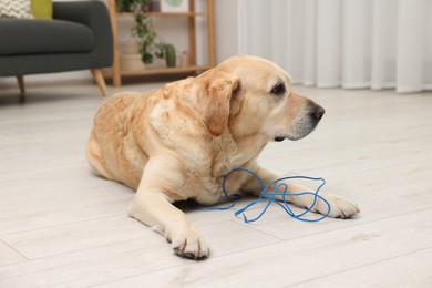 Photo of Naughty Labrador Retriever dog near damaged electrical wire at home