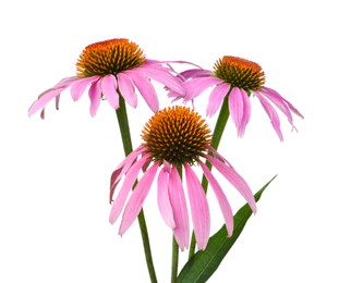 Photo of Beautiful blooming echinacea flowers isolated on white
