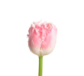 One beautiful tulip flower isolated on white