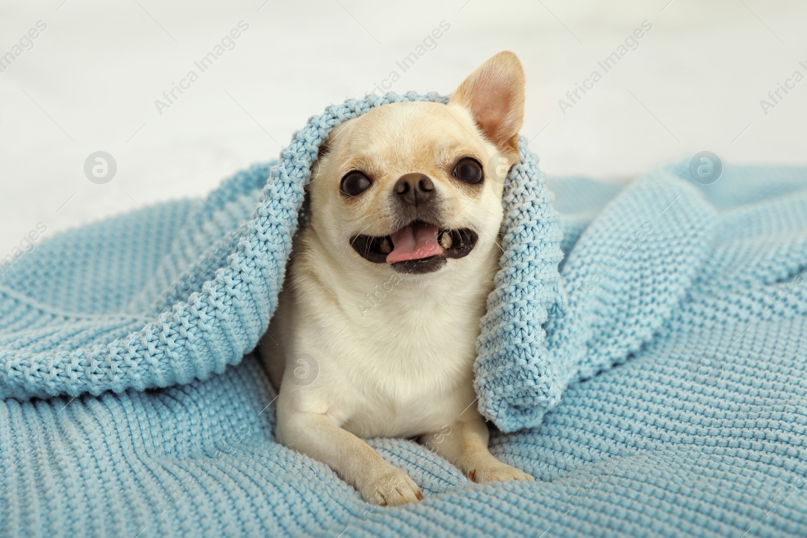 Photo of Adorable Toy Terrier under light blue knitted blanket on bed. Domestic dog