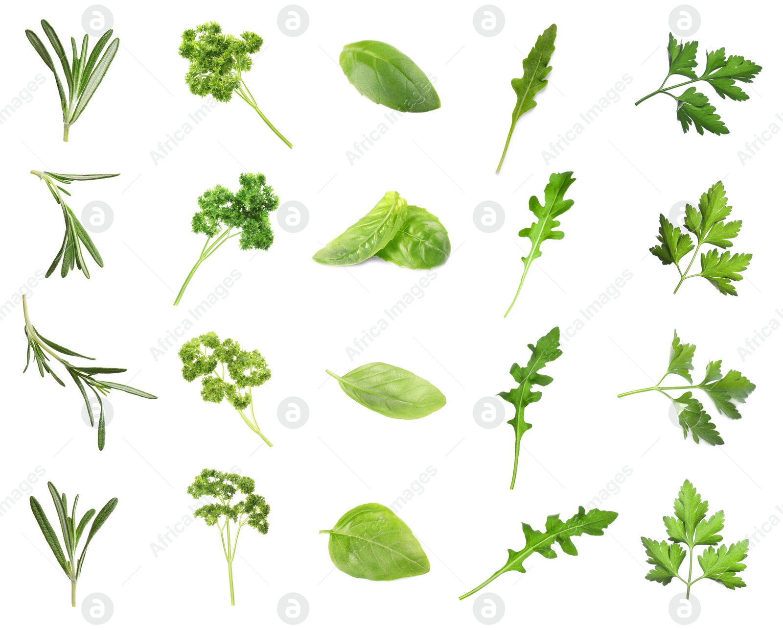 Image of Set with different herbs on white background