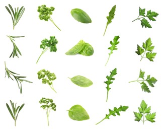 Set with different herbs on white background