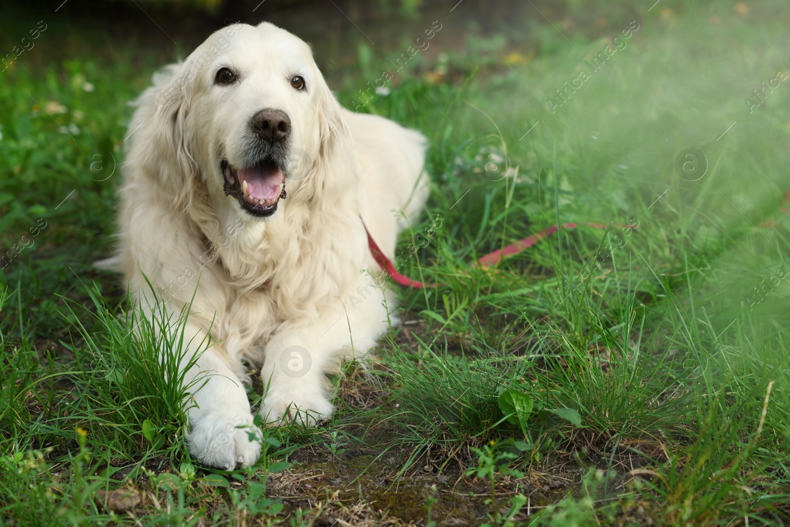 Photo of Cute golden retriever lying on green grass in park, space for text