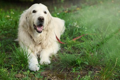 Cute golden retriever lying on green grass in park, space for text