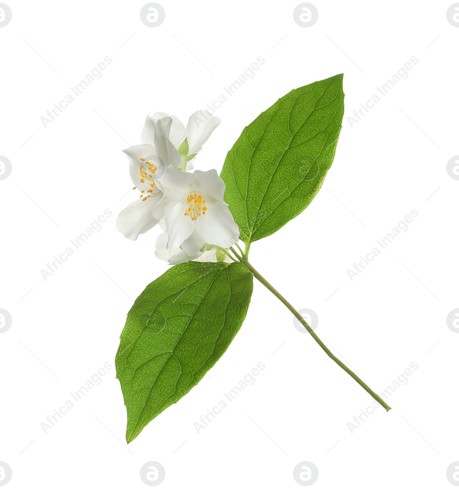 Photo of Beautiful flowers of jasmine plant with leaves on white background