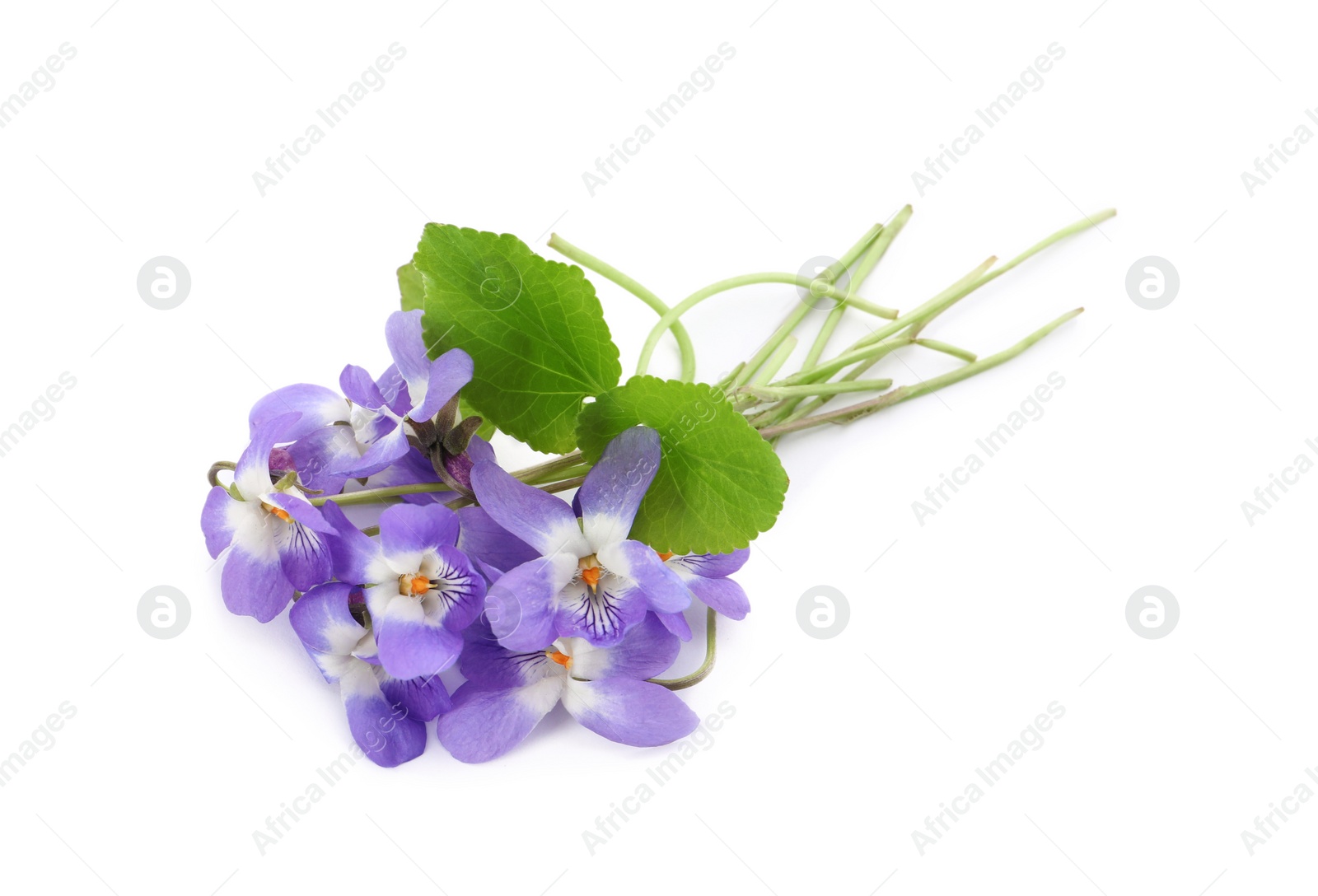 Photo of Beautiful wood violets on white background. Spring flowers