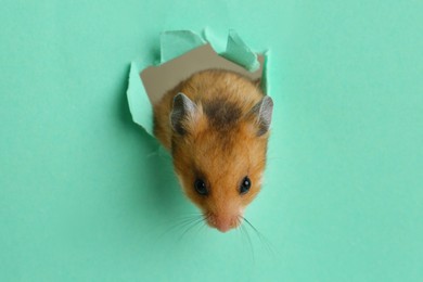 Photo of Cute little hamster looking out of hole in turquoise paper