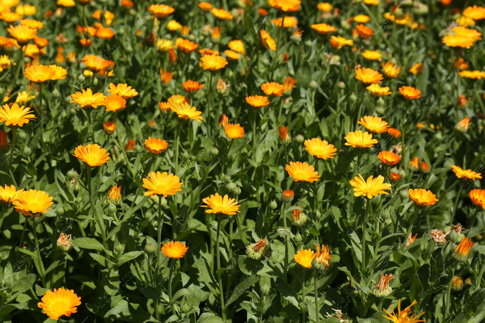 Photo of Beautiful blooming calendula flowers outdoors on sunny day