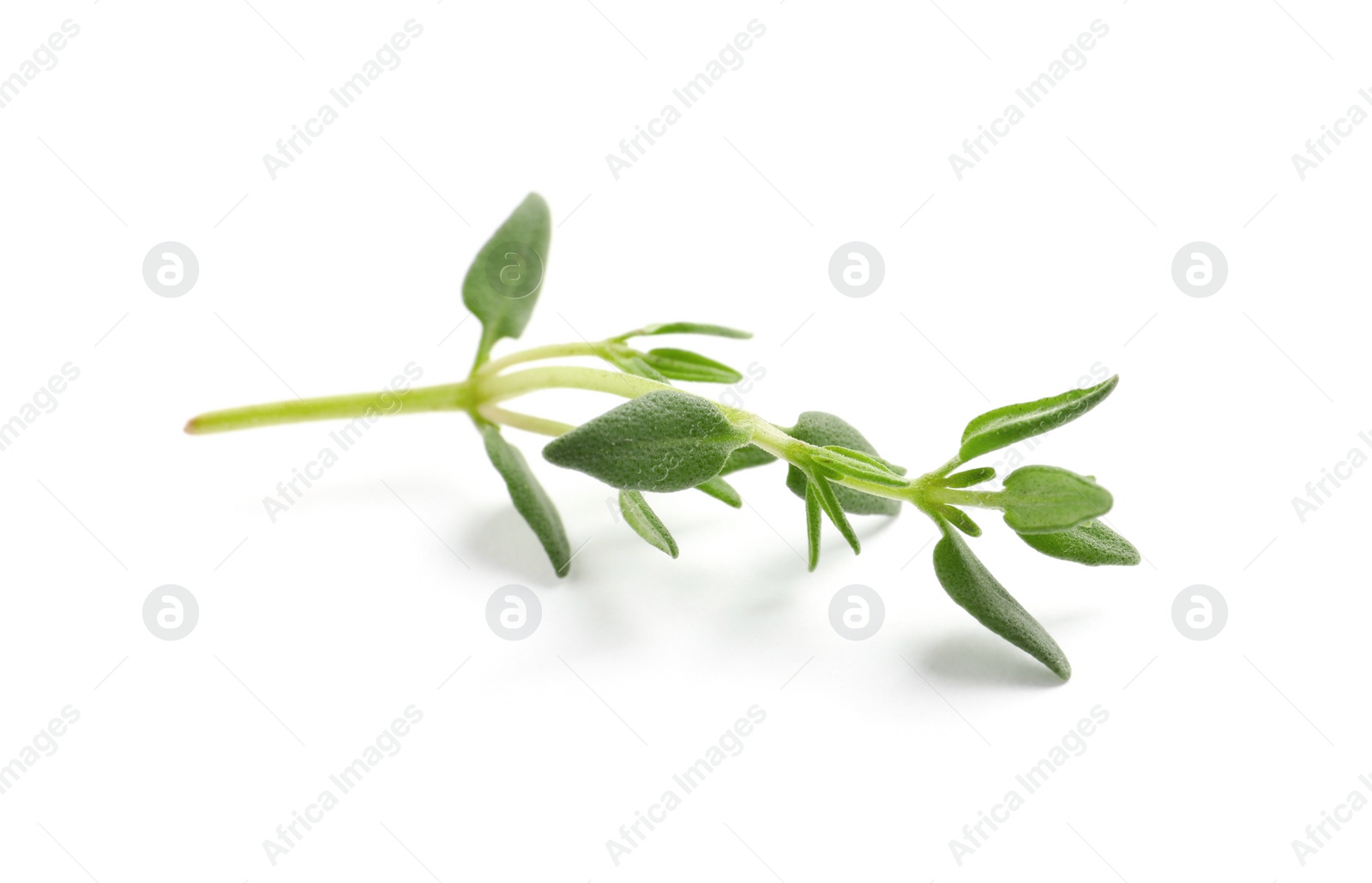 Photo of Aromatic thyme sprig on white background. Fresh herb