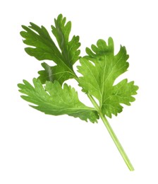 Photo of Fresh green coriander leaves isolated on white