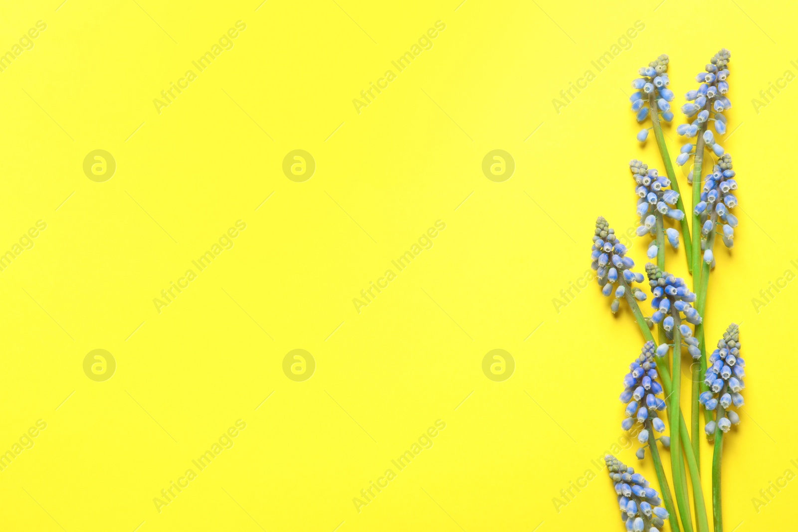 Photo of Spring muscari flowers on color background, top view with space for text