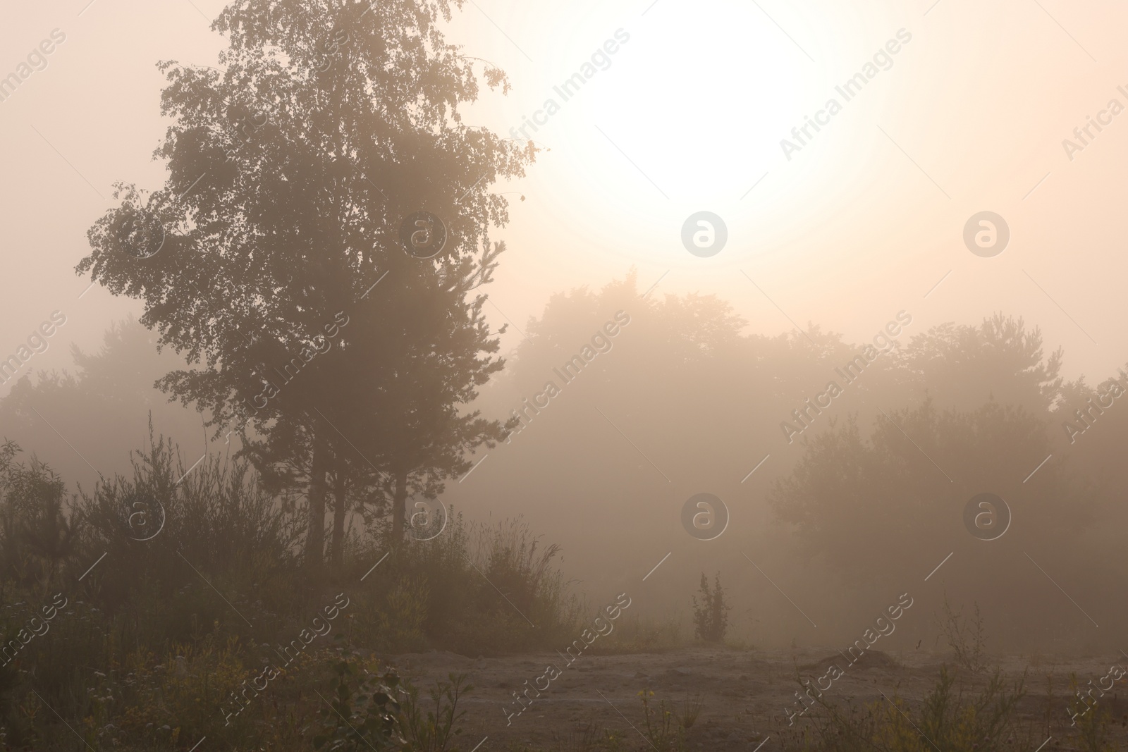 Photo of Picturesque view of trees, plants and fog outdoors on summer day