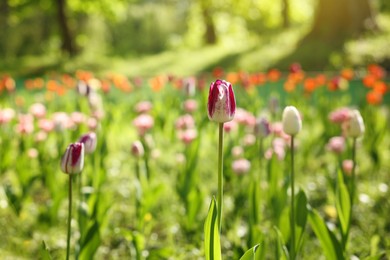 Photo of Beautiful bright tulips growing outdoors on sunny day