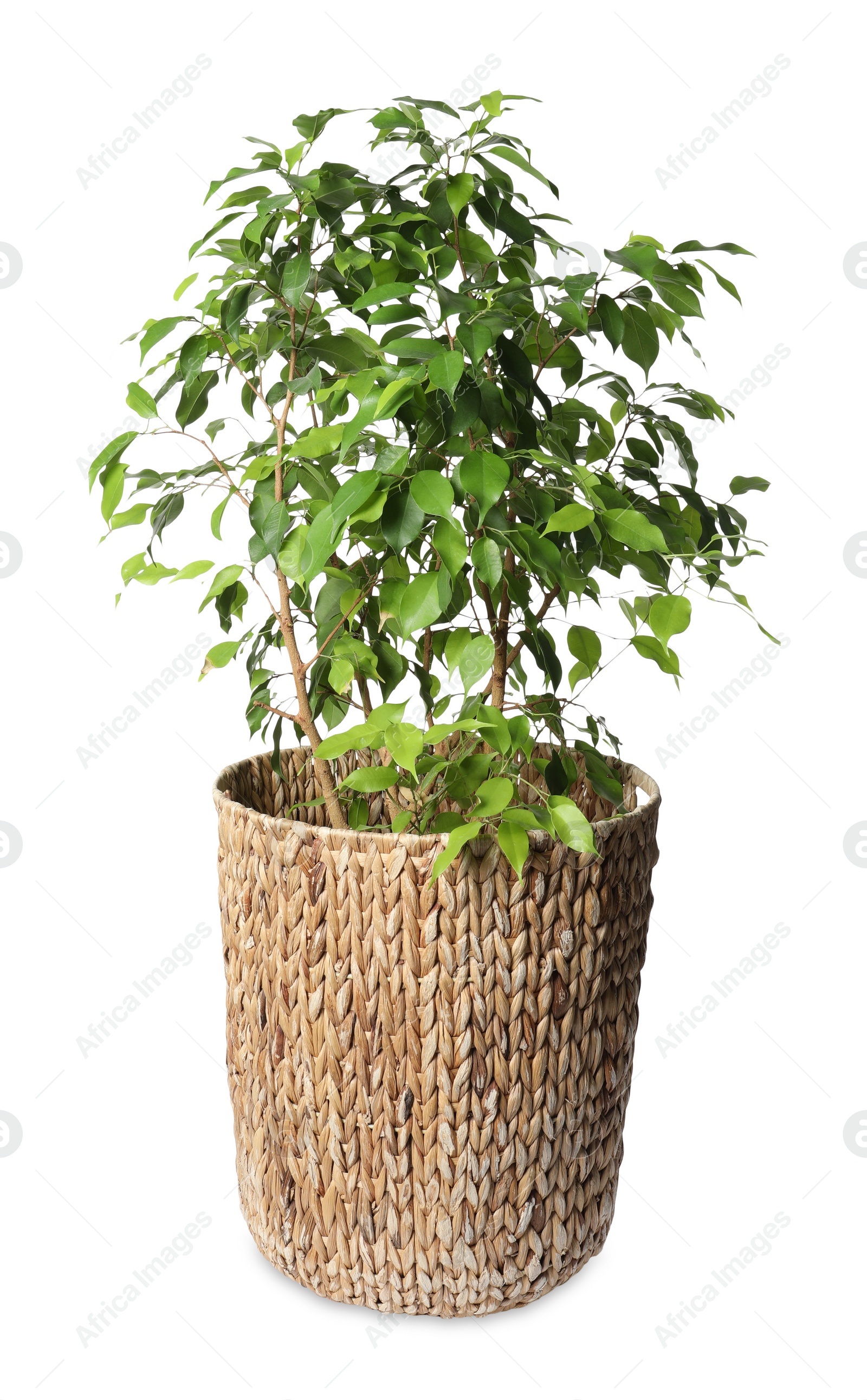 Photo of Beautiful ficus plant in pot on white background. House decor