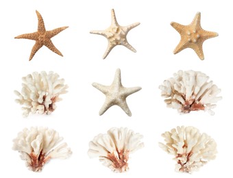 Set of different exotic starfishes and dry corals on white background