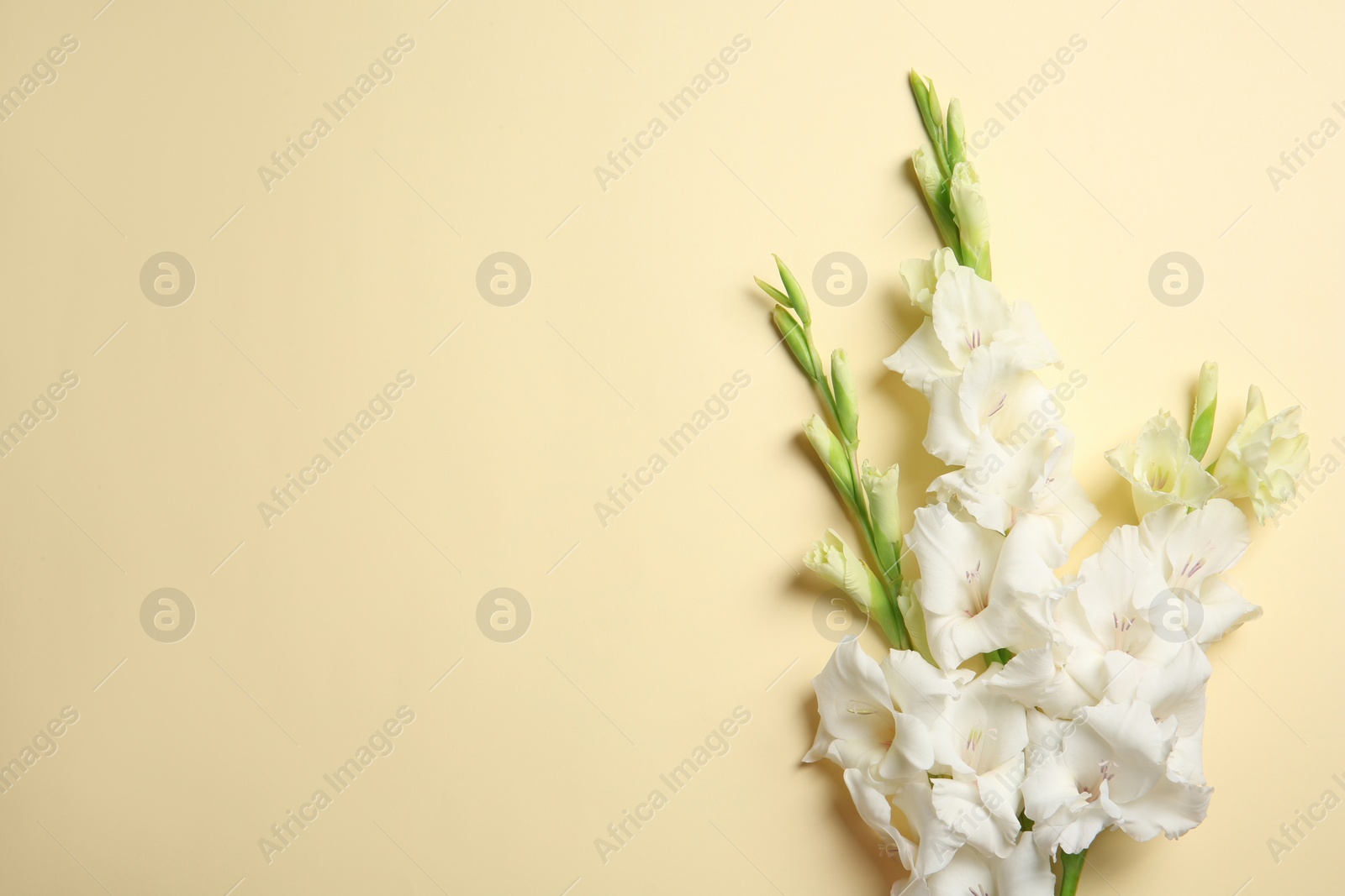 Photo of Flat lay composition with beautiful gladiolus flowers on color background