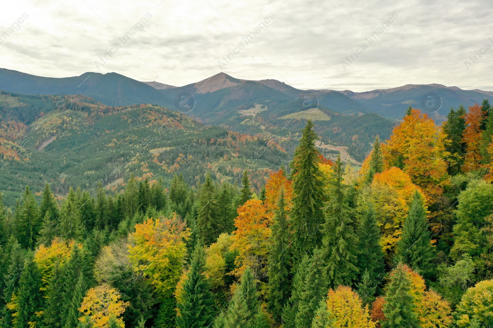 Photo of Aerial view of beautiful mountain forest on autumn day