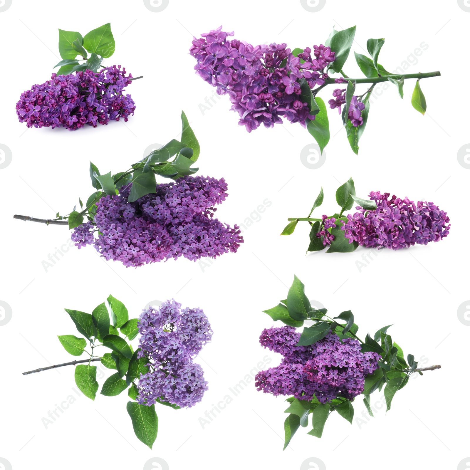 Image of Set of fragrant lilac flowers on white background