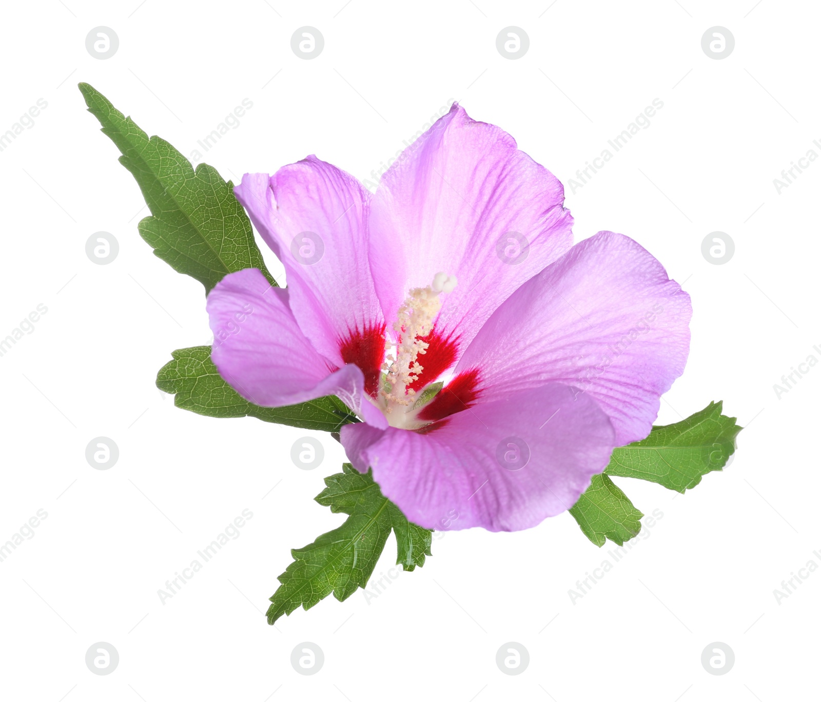 Photo of Beautiful tropical Hibiscus flower on white background