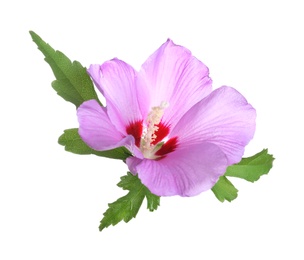 Photo of Beautiful tropical Hibiscus flower on white background